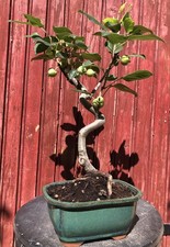 BONSAÏ POMMIER MALUS 9ANS