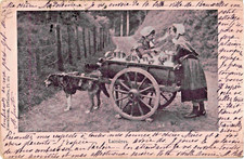 LAITIERES BELGES . ATTELAGE DE