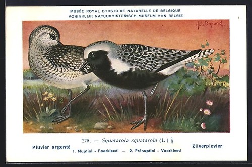 Carte postale artiste hubert - d'artiste,