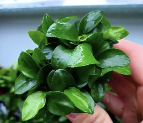 Plante aquarium anubias - d'aquarium,