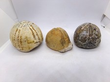 Lot de 3 oursins fossiles en