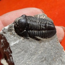 TRILOBITE DÉVONIEN DU MAROC