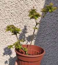 Erable du Japon - Acer