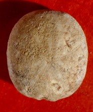 Oursin fossile crétacé la - crÉtacÉ, de