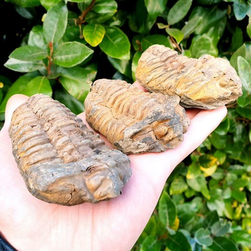 Trilobite maroc - trilobite,