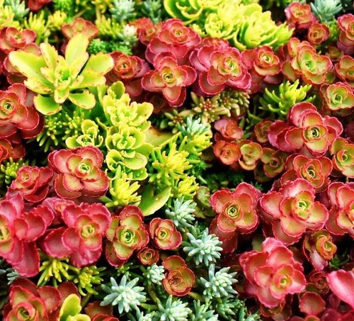 Mix sedum résistants - sedum, –