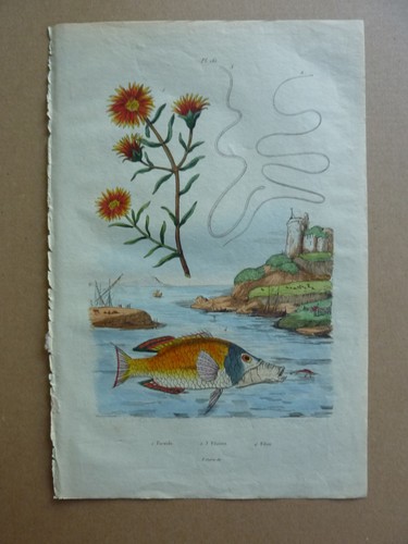 Gravure couleurs xixe filou - xixe,