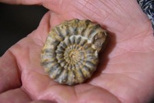 ammonite Beaniceras luridum
