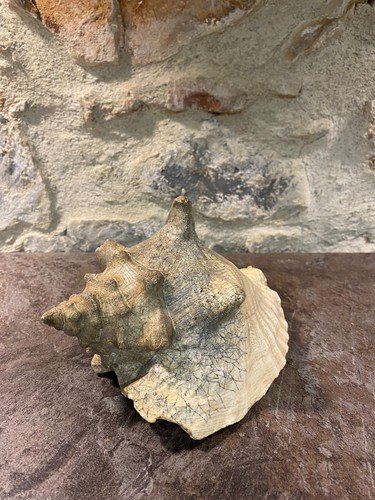 Coquillage conque lambi - coquillage,