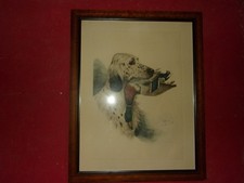 Riab, Setter et canard