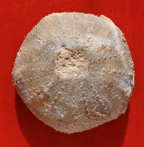 Oursin fossile sarthe - oursin,