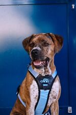 Harnais pour chien anti-traction taille L