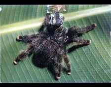 FAUNE (GUYANE Française) ARAIGNEE MIGALE / Carte postale