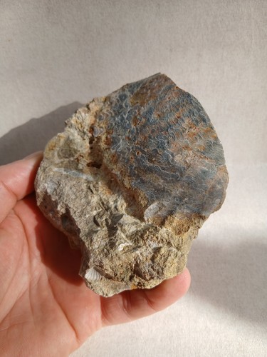 Bivalve pecten fossiles - ?,