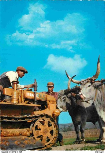 Carte postale animaux - -,