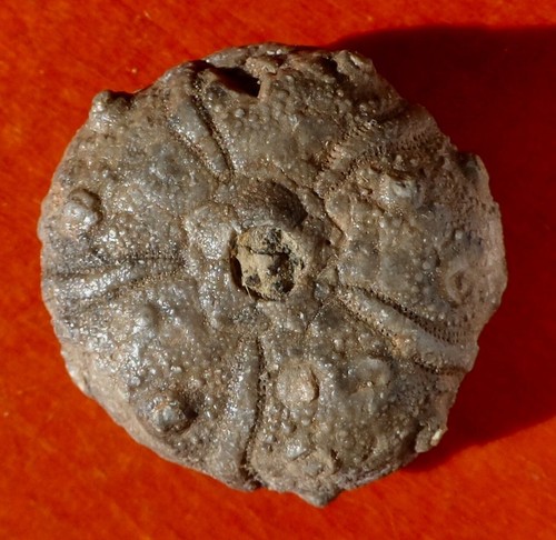 Oursin fossile jurassique - oursin, du