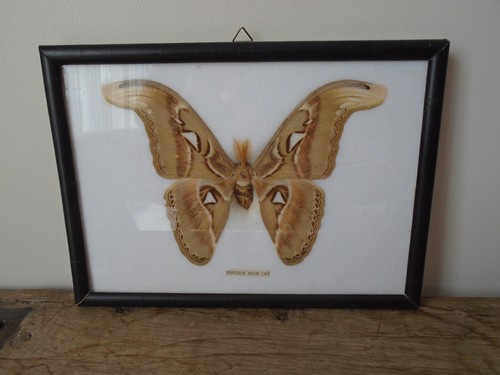 Cadre papillon emperor moth - papillon,
