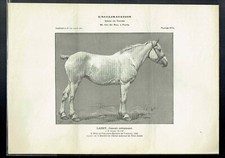 Planche 1124 - Journal des Eleveurs - Laddy Jument Ardennaise - 1911