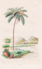 Palmiers Palmier De Coco