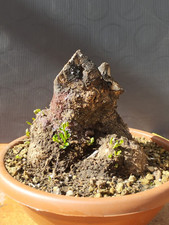 Bonsaï olivier 17 x 15 cm en