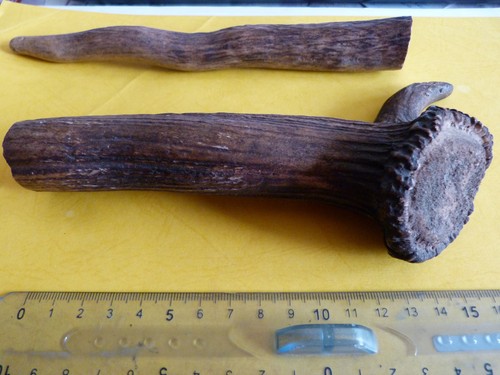 Bois cerf pour monter - 2, de