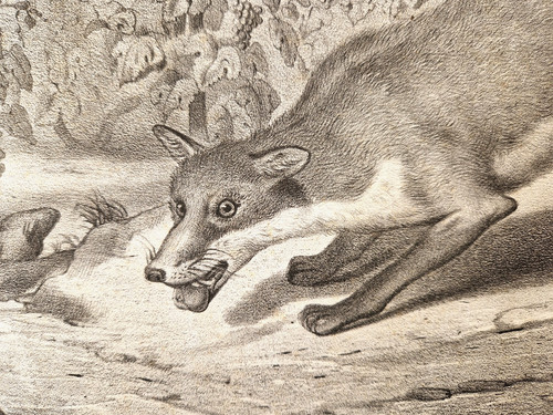 Llanta animaux renard - llanta,