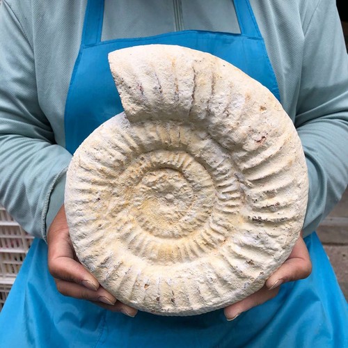 62lb natural ammonite fossil - natural,
