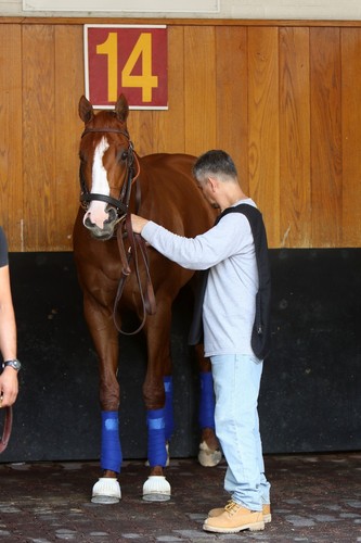 8x10 justify 2018 kentucky - 2018,
