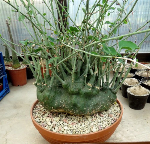 Adenia spinosa plante grasse - plante,