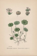 Wassernabel (Hydrocotyle