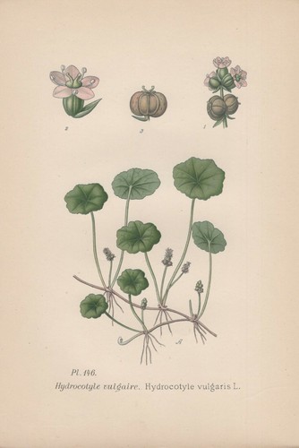 Wassernabel hydrocotyle - wassernabel, (hydrocotyle