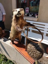 vendre animal empaillé 