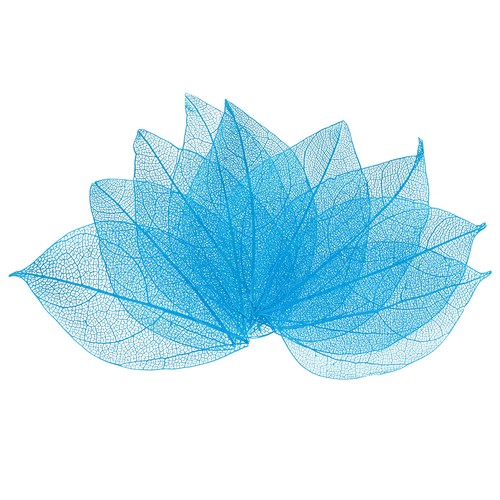 Feuilles squelette en - feuilles,