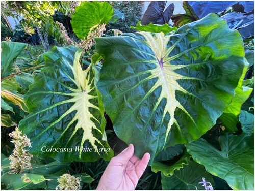 Colocasia white lava 1 - colocasia,