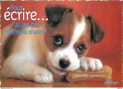 Carte postale animaux - animaux,