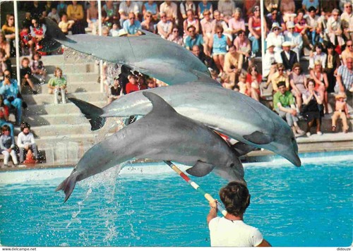 Carte postale animaux - postale,