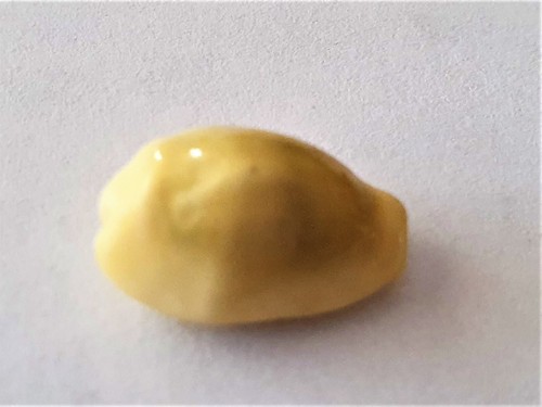 Coquillage cypraea moneta - cypraea,