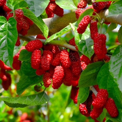Plante fruitière mûrier - fruitiÈre,