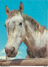 Carte Postale - Animaux -