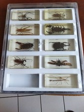 Coffret De 9 Insectes