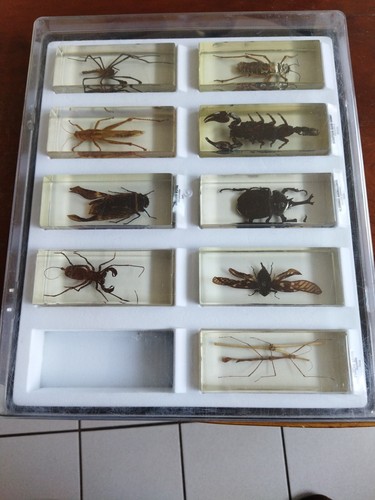 Coffret insectes - coffret, 9