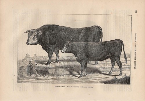 Vosgienne vache français - vosgienne,