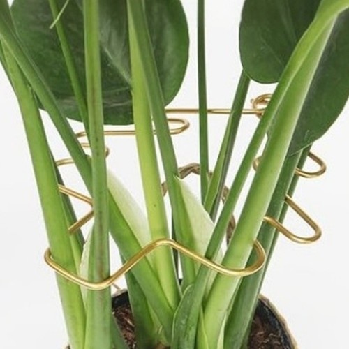 Support plante grimpante - support,