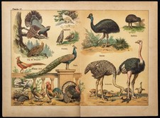 1890ca - Paon, Autruche, Casoar et autres oiseaux - Chromo lithographie