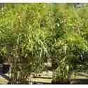 Fargesia robusta pingwu - robusta, ?pingwu