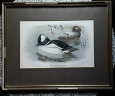 Archibald Thorburn  Buffel