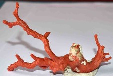  CORAIL ROUGE DE MEDITERRANEE -  BRANCHE  - 108/71mm - 19gr