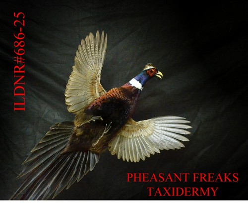 Pheasant taxidermy mount - pheasant,