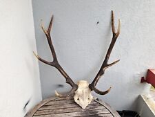 Massacre de cerf élaphe ; Cervus elaphus 10 cors #N5