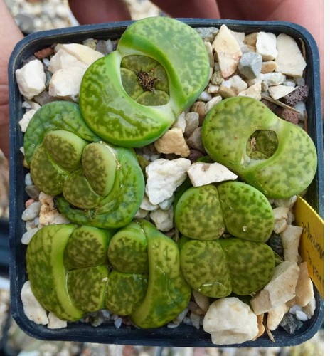 Lithops marmorata - lithops,
